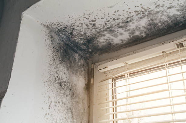 Affordable Commercial Mold Remediation solutions in Allenwood, PA